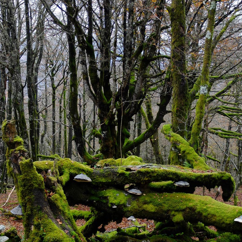ramas grandes en el bosque de Irati