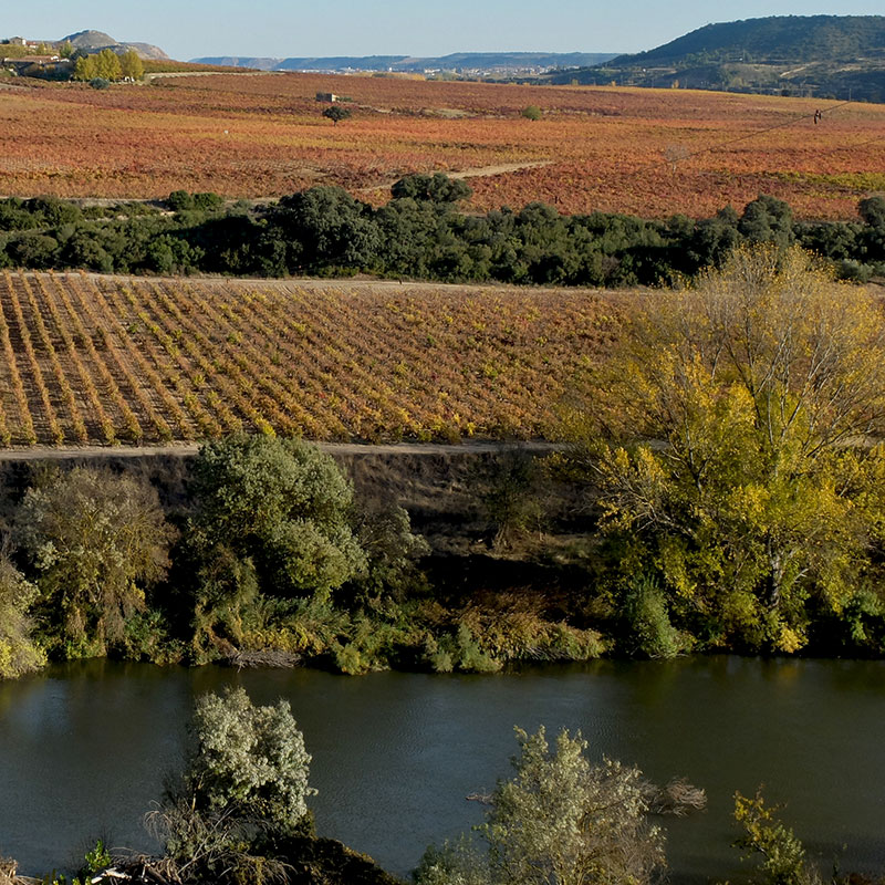 El Ebro y sus viñedos