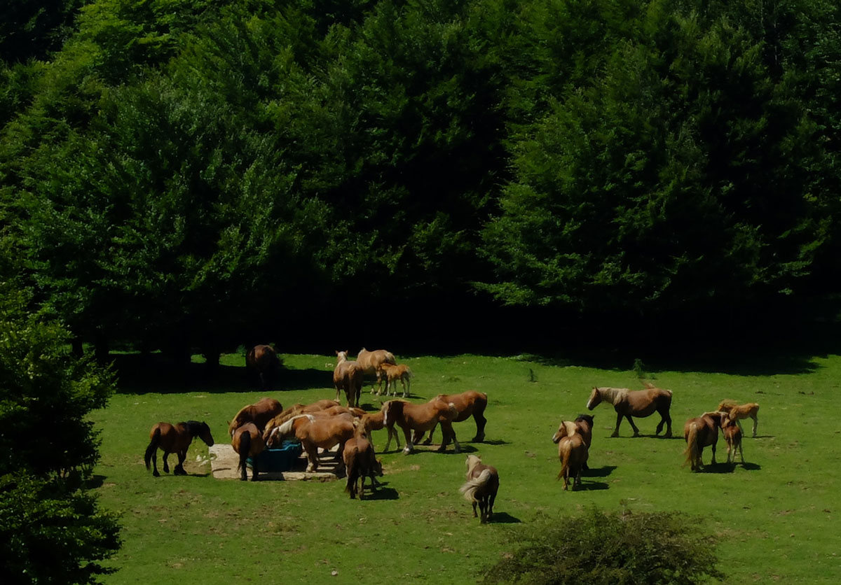 Horses in freedoom