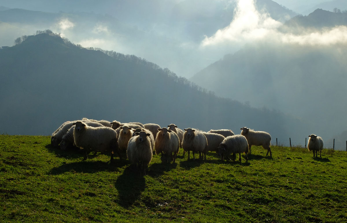 Munhoa-road-bike-sheeps