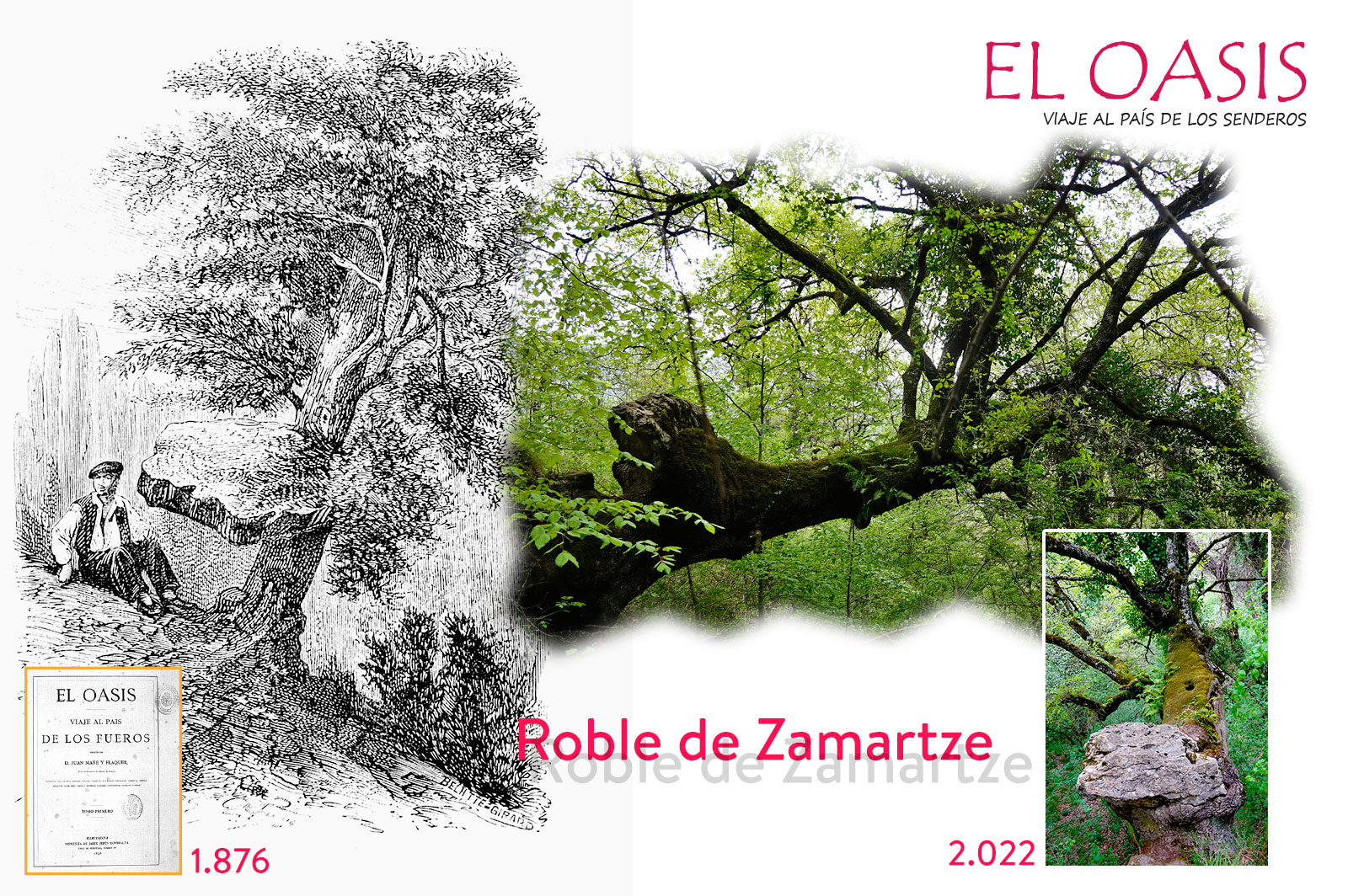 Diferencia-Roble-de-Zamarze-1876-2022