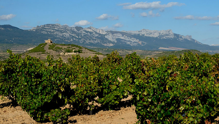 Davalillo Castle seen from the vineyard