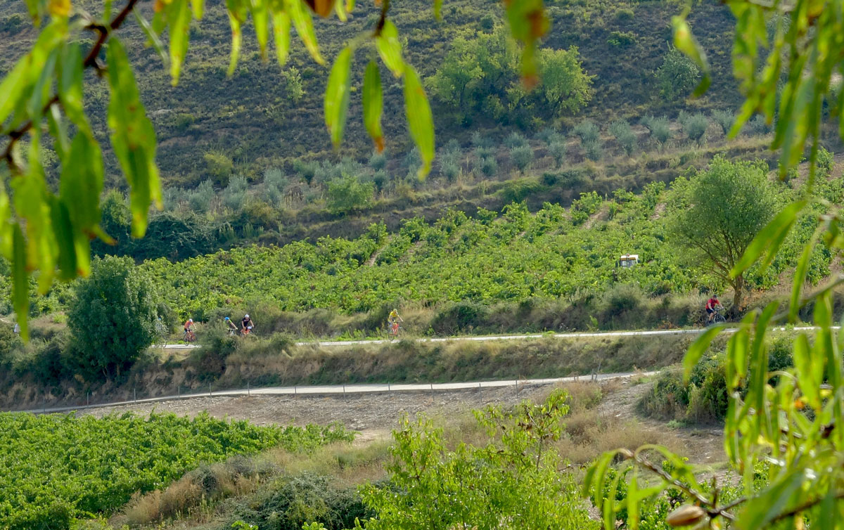 Cyclists in the vineyard