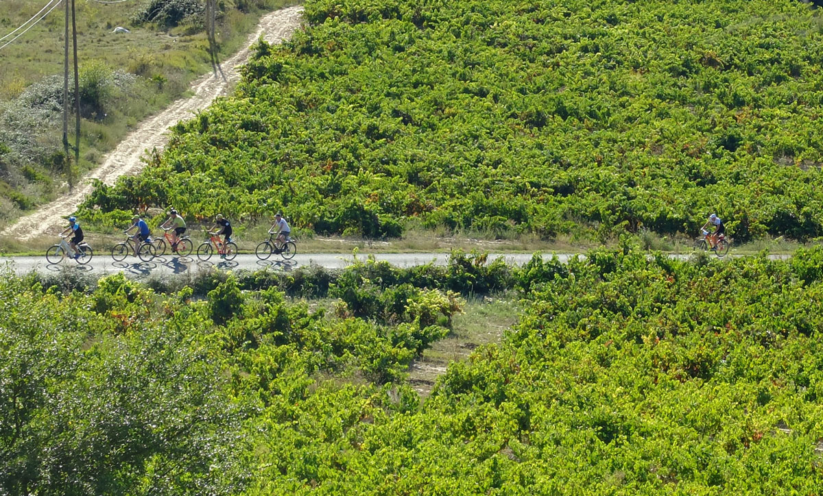 Cyclists in the vineyard
