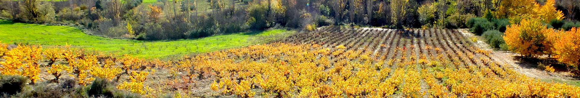Kalera-wineyard