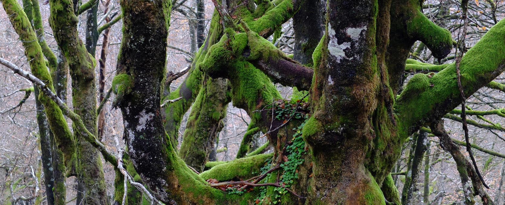 Ramas de arbol gigante