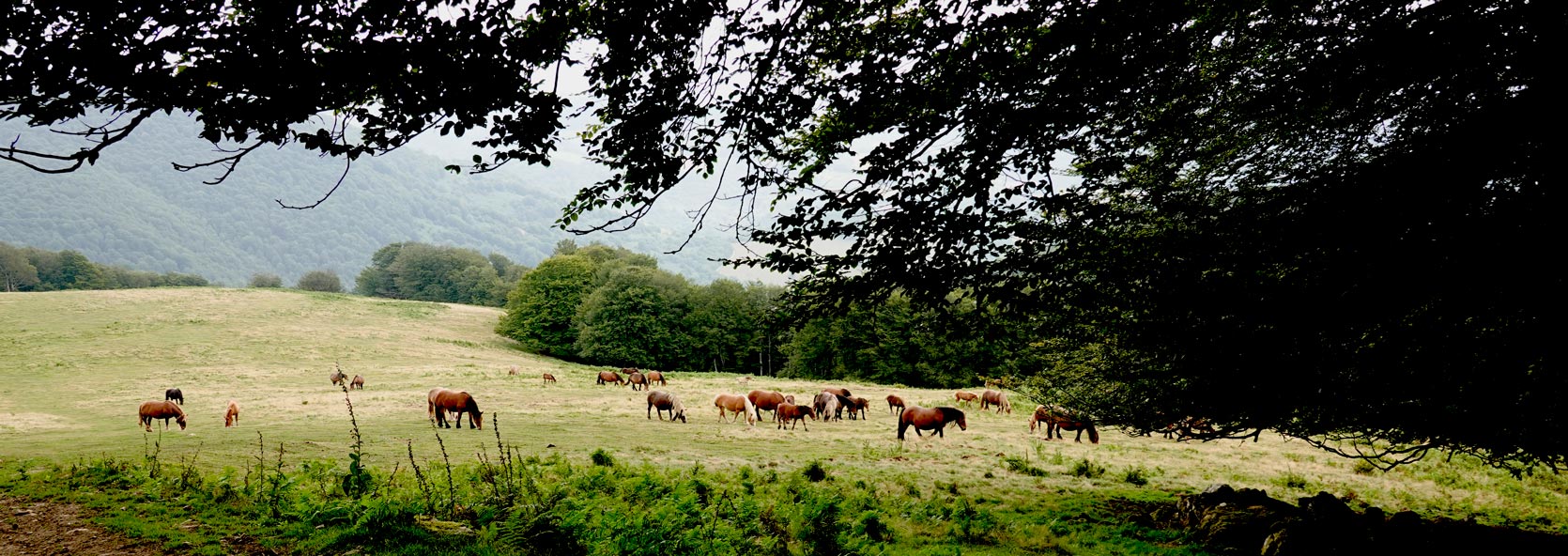 Panoramica Baztan-Bidasoa