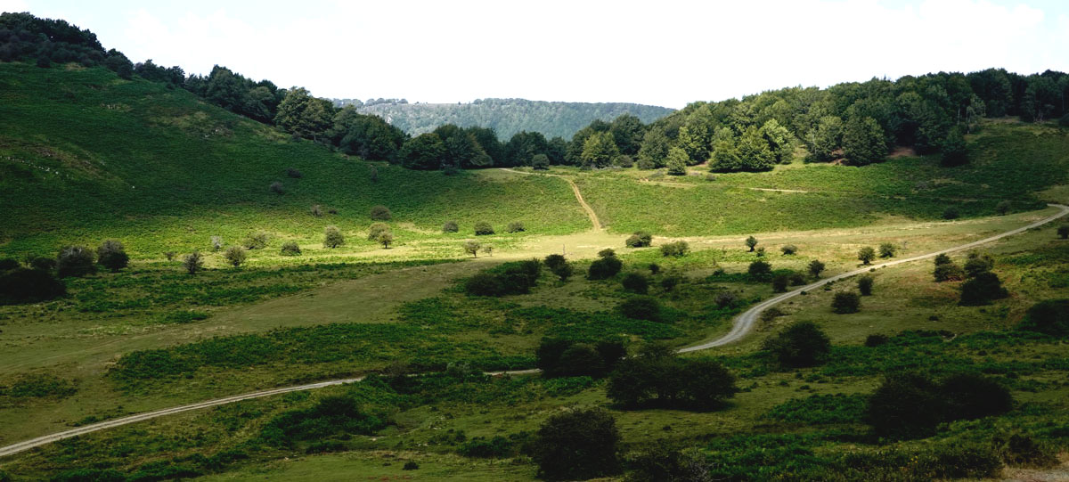 Pano-otsola